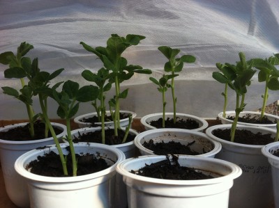 I piselli quasi pronti al trapianto / 22_2014.jpg 22_2014.jpg