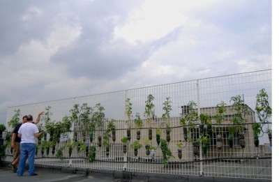 orto su balconee.jpg (101.15 KiB) Osservato 1357 volte orto su balconee.jpg