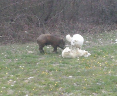 Cinghiale-1.jpg (112.14 KiB) Osservato 929 volte Cinghiale-1.jpg