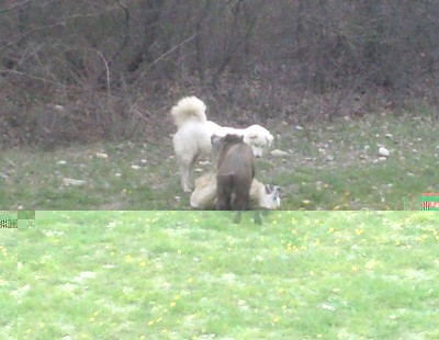 Cinghiale-2.jpg (112.83 KiB) Osservato 929 volte Cinghiale-2.jpg