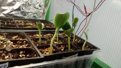 Zucchina 3 / Zucchina 3.jpg Zucchina 3.jpg