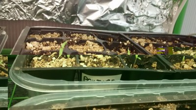 San Marzano 1 / Pomodoro San Marzano 1.jpg Pomodoro San Marzano 1.jpg