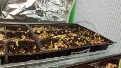 Cuore di Bue / Pomodoro Cuore di Bue 1.jpg Pomodoro Cuore di Bue 1.jpg