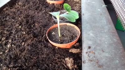 Zucchine filate / Zucchina 5.jpg Zucchina 5.jpg