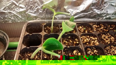 Zucchine in semenzaio / Zucchina 4.jpg Zucchina 4.jpg