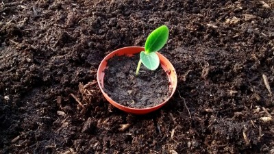 Zucchine filate / Zucchina 6.jpg Zucchina 6.jpg