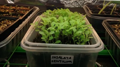 Insalata 5 / Insalata 5.jpg Insalata 5.jpg