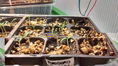 Cuore di Bue 2 / Cuore di Bue 2.jpg Cuore di Bue 2.jpg