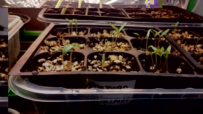 San Marzano 2 / San Marzano 2.jpg San Marzano 2.jpg