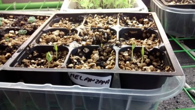 Melanzana 1 / Melanzana 1.jpg Melanzana 1.jpg