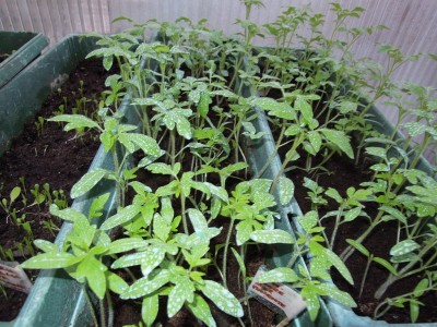 pomodori piantine.JPG (148.93 KiB) Osservato 886 volte pomodori piantine.JPG