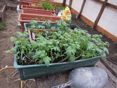 pomodori serra fredda.JPG (159.53 KiB) Osservato 886 volte pomodori serra fredda.JPG