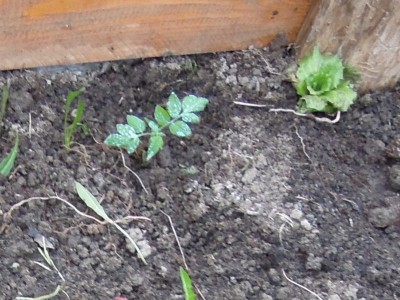 pomodoritrapiantati.JPG (132.66 KiB) Osservato 886 volte pomodoritrapiantati.JPG