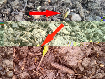 pomodori / 20140321_080855.jpg 20140321_080855.jpg