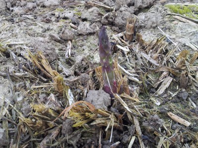 Asparago / 20140321_080530.jpg 20140321_080530.jpg