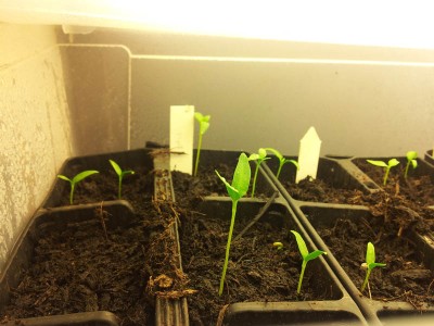 calabresi / 20140321_081047.jpg 20140321_081047.jpg