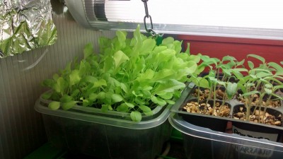 Insalata in crescita.jpg (124.12 KiB) Osservato 781 volte Insalata in crescita.jpg