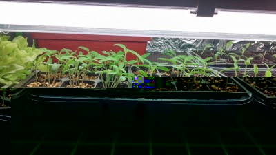 Pomodori in crescita.jpg (127.56 KiB) Osservato 781 volte Pomodori in crescita.jpg