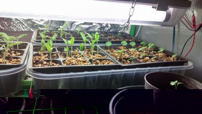 Melanzane in crescita.jpg (135.94 KiB) Osservato 781 volte Melanzane in crescita.jpg