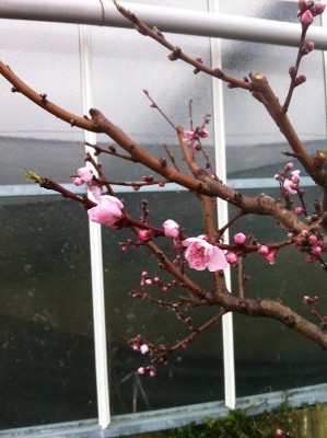 pesco in fiore / 699.jpg 699.jpg