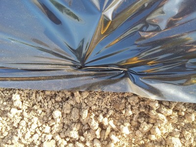 particolare fissaggio pacciamatura.jpg (283 KiB) Osservato 954 volte particolare fissaggio pacciamatura.jpg