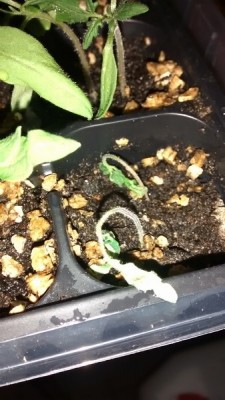 Pomodori seccati.jpg (110.73 KiB) Osservato 739 volte Pomodori seccati.jpg