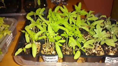 Pomodori.jpg (169.27 KiB) Osservato 739 volte Pomodori.jpg