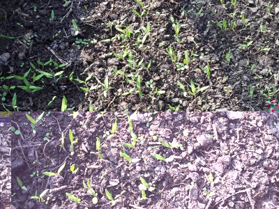 Pomodori / 20140328_160447.jpg 20140328_160447.jpg