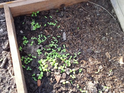 insalata / 20140328_160457.jpg 20140328_160457.jpg