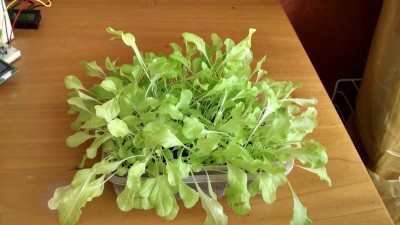 Insalata 1° semina.jpg (120.35 KiB) Osservato 704 volte Insalata 1° semina.jpg