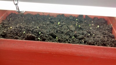 Insalata riseminata.jpg (138.41 KiB) Osservato 704 volte Insalata riseminata.jpg