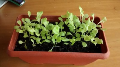 Insalata 2.jpg (106.76 KiB) Osservato 704 volte Insalata 2.jpg