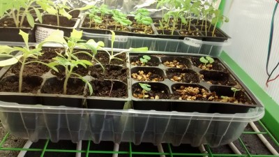 Basilico, pomodori e insalata.jpg (161.03 KiB) Osservato 912 volte Basilico, pomodori e insalata.jpg