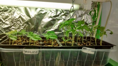 Basilico e Melanzana.jpg (148.34 KiB) Osservato 912 volte Basilico e Melanzana.jpg