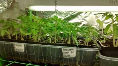 Pomodori.jpg (139.85 KiB) Osservato 912 volte Pomodori.jpg