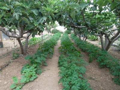 terreno2 / sam_8029.jpg sam_8029.jpg