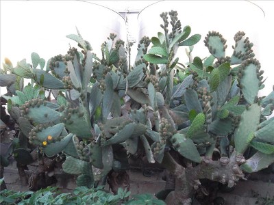 fichi d'india / sam_3400.jpg sam_3400.jpg