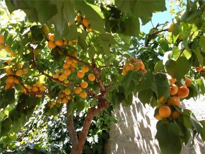 albicocco / sam_3577.jpg sam_3577.jpg