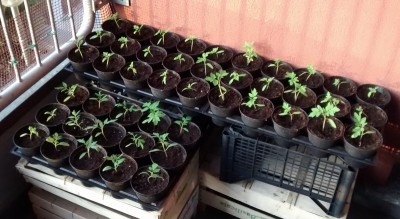 Pomodori.jpg (117.31 KiB) Osservato 881 volte Pomodori.jpg