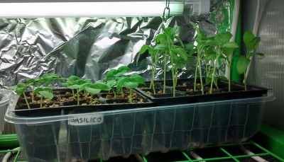 Basilico e melanzane.jpg (111.24 KiB) Osservato 881 volte Basilico e melanzane.jpg