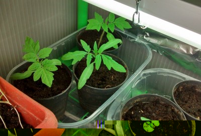 Pomodori al caldo.jpg (113.04 KiB) Osservato 881 volte Pomodori al caldo.jpg