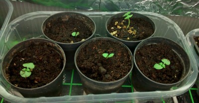 Basilico.jpg (104.18 KiB) Osservato 880 volte Basilico.jpg