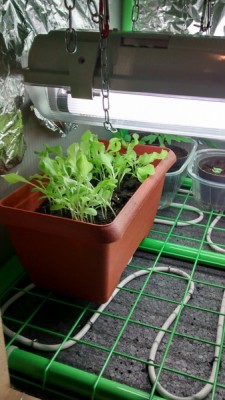 Insalata.jpg (104.89 KiB) Osservato 880 volte Insalata.jpg