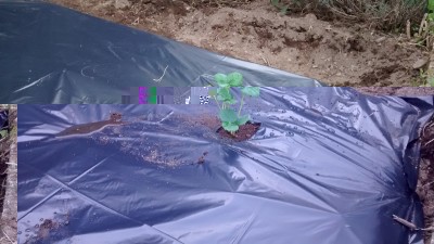 Fragola.jpg (137.25 KiB) Osservato 880 volte Fragola.jpg