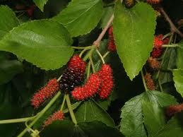 images (1).jpg images (1).jpg