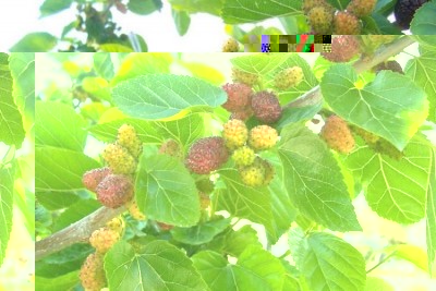 morus_nigra_13.jpg (83.08 KiB) Osservato 848 volte morus_nigra_13.jpg