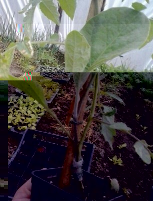 Pom / 2014-04-03 08.03.10-1-1.jpg 2014-04-03 08.03.10-1-1.jpg