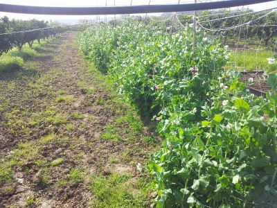 piselli_a_gogo.jpg (372.01 KiB) Osservato 1055 volte piselli_a_gogo.jpg