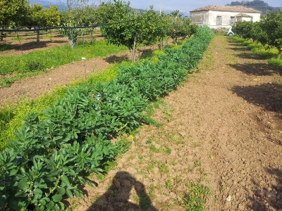 fave.jpg (361.06 KiB) Osservato 1055 volte fave.jpg