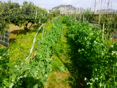 ancorapiselli.jpg (377.91 KiB) Osservato 1055 volte ancorapiselli.jpg